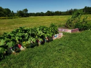 KeeneFamilyYMCA | Antioch University Keene, Keene Family, Garden, YMCA, plants