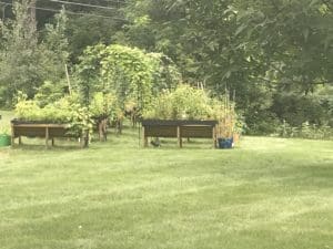 KeeneHousingAuthority | Antioch University Keene housing, garden, plants, growth, lawn, green