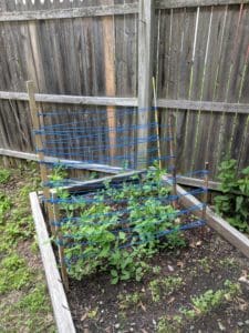 MonadnockAreaPeer | Antioch University planter, plants, garden