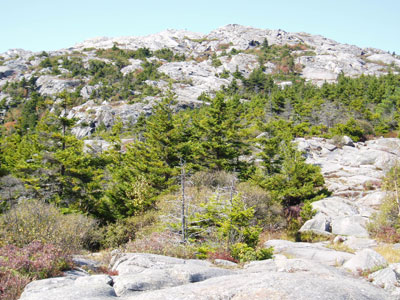 above-tree-line | Antioch University MERE- above tree line view