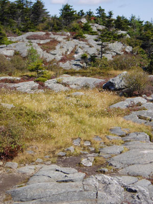 alpine-bog-with-cotton-sedge | Antioch University MERE- Summit Stewardship program