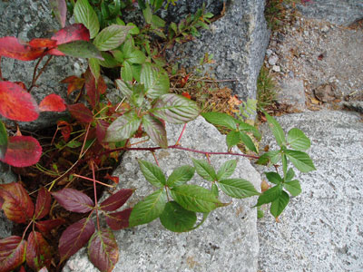 blackberry | Antioch University Small Black berry plant