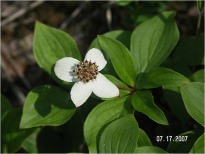 bunchberry | Antioch University Bunchberry flower plant