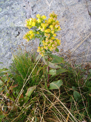 goldenrod | Antioch University Goldenrod