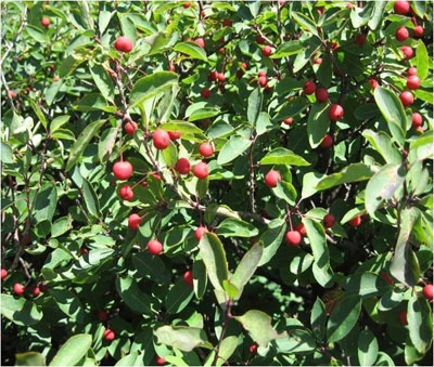 mountain-holly | Antioch University Mountain Holly plant