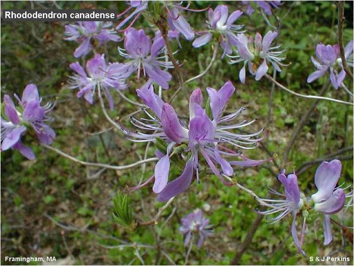 rhodora | Antioch University Purple Rhododendron flowers