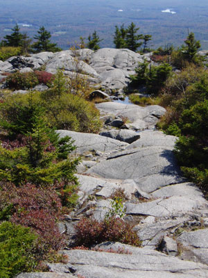 summit-vegetation | Antioch University Mountain path with lots of vegetation
