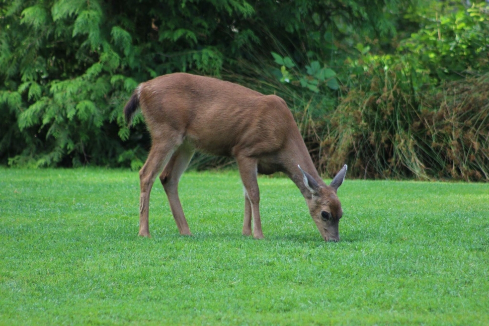 baby deer