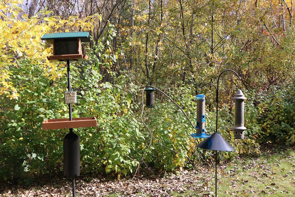 ABC feeder photo | Antioch University Antioch Bird Club's bird feeders outside Antioch New England Campus