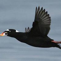 ABC middle of page next to cardinal | Antioch University Antioch Bird Club flying black bird
