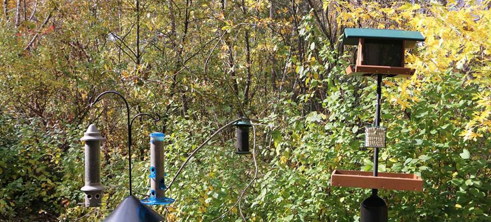 Antioch Bird Club Header Image - Feeders › Antioch University Antioch Bird Club Header Image - Feeders