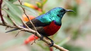 Wild birds in the Nyungwe forest