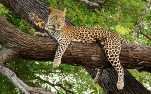 Big Cat lying on a tree branch