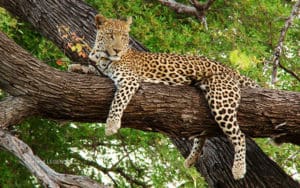 other mammals present 3 › Antioch University Big Cat lying on a tree branch