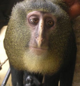 primates present › Antioch University Primates of many varieties call the Nyungwe forest home