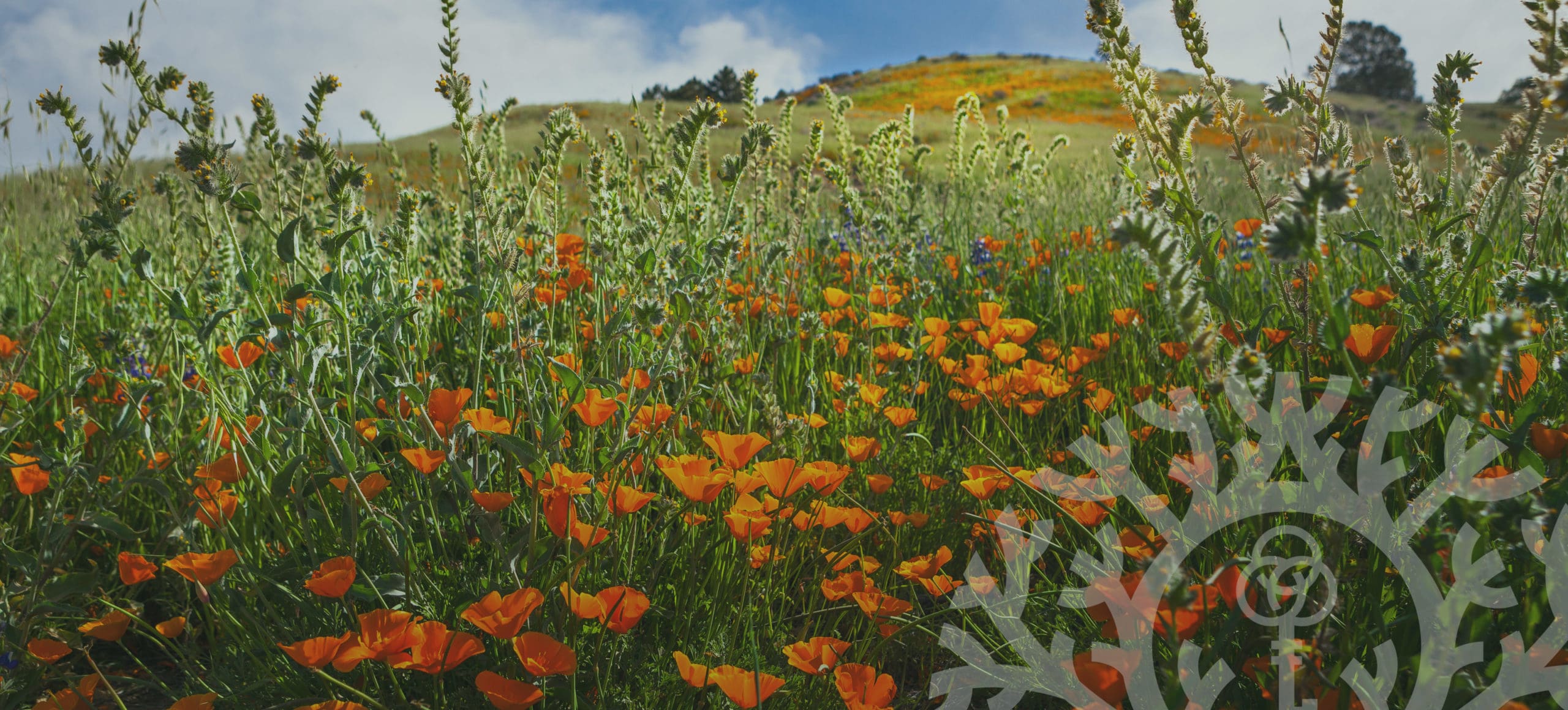 AU_Hero_Image-AULA-Help-For-Dreamers › Antioch University a hilside with wildflowers in California