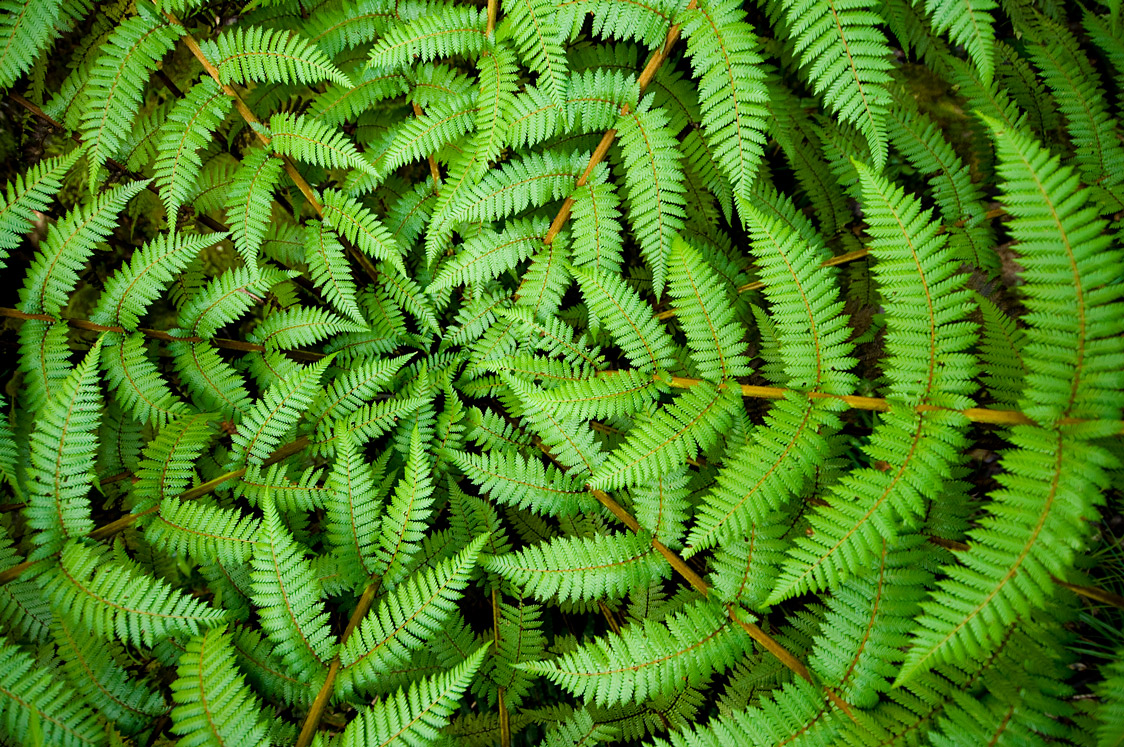 fern leaves in a circle