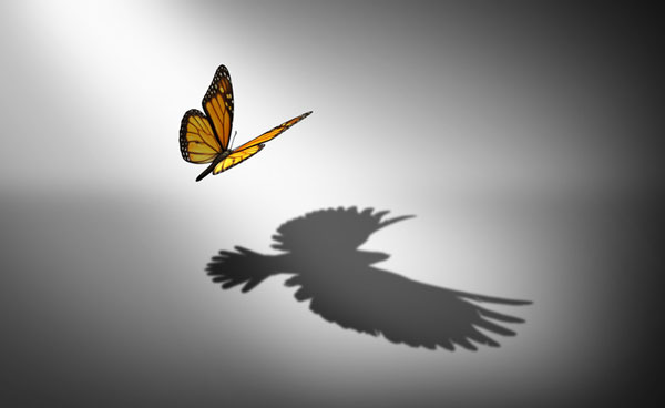 A butterfly above a white surface casting the shadow of a bird.